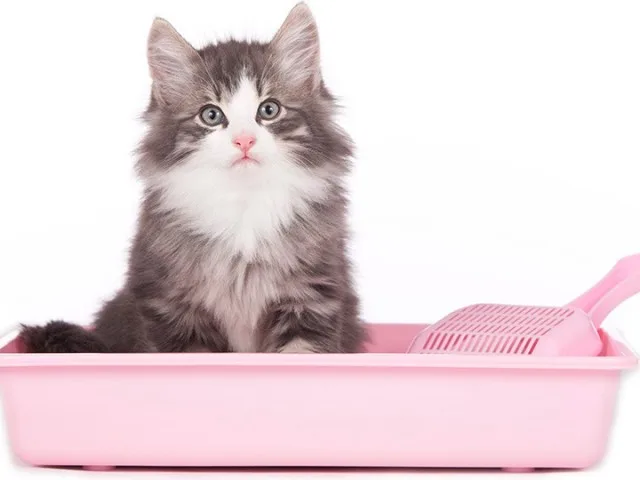 Як навчити кошеня користуватися лотком
