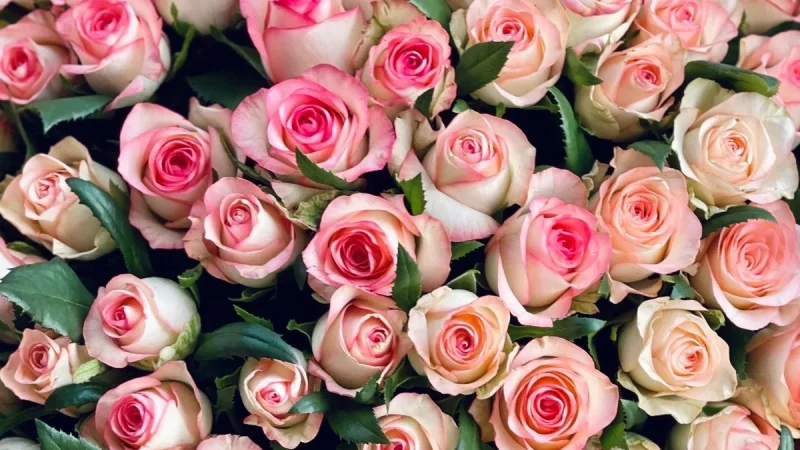 Доставка квітів у Польщу від SuperFlowers – From-UA: Новини України