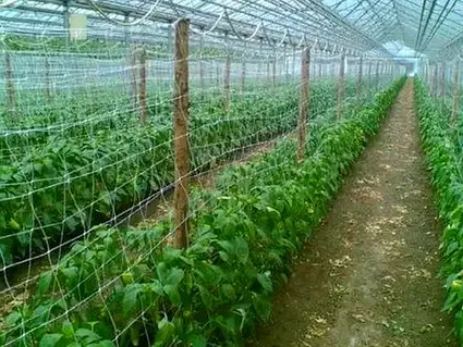 Сітка шпалерна в інтернет-магазині “Агро-Пром”: опора для ваших в’юнких рослин