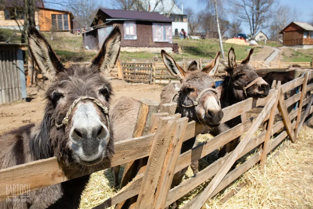 20210411_042-1024x683.webp